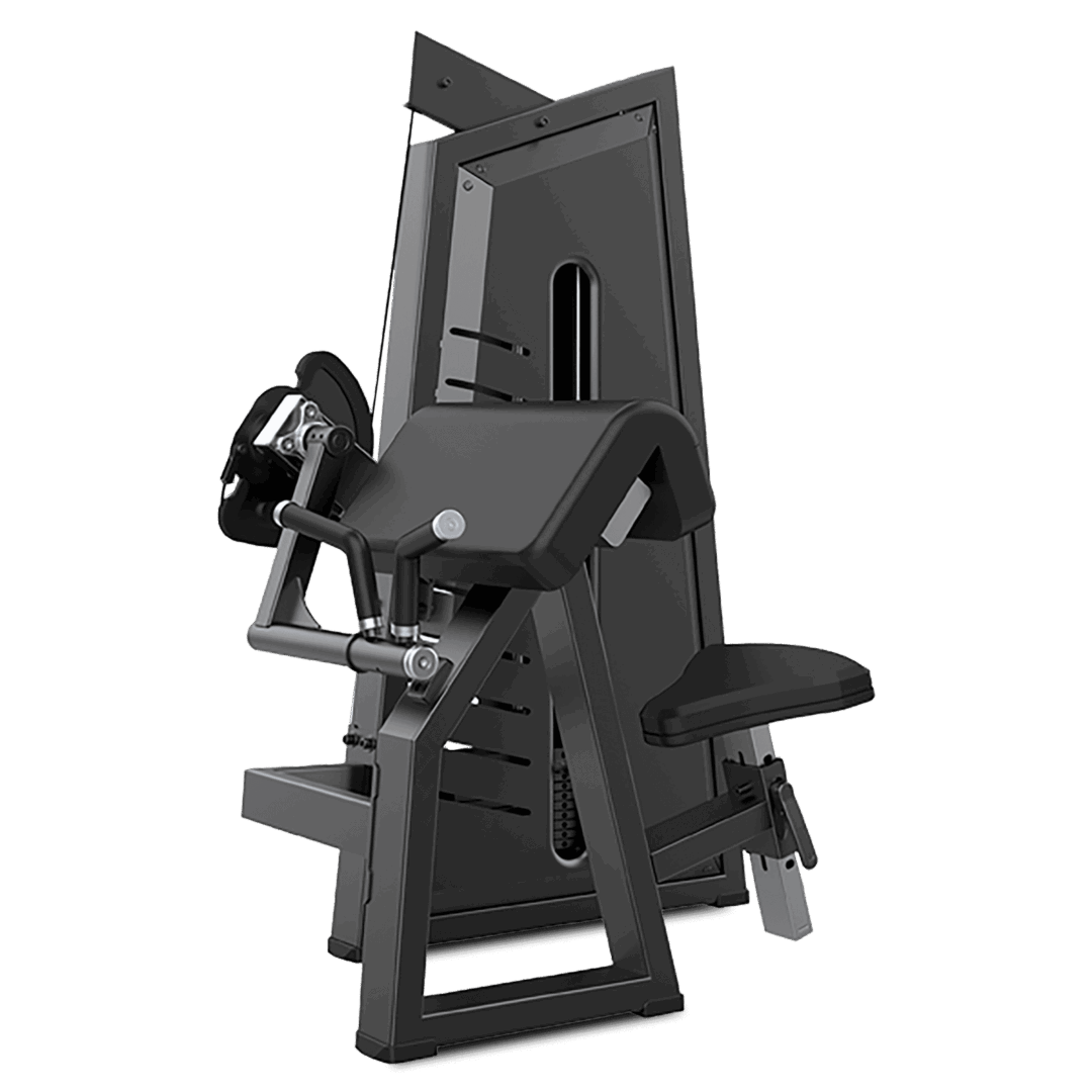 Camber Curl & Triceps / Biceps y Triceps